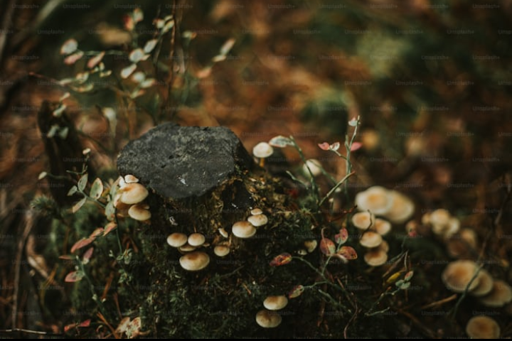 Biodiversità invisibile, a tu per tu con Paola Bonfante